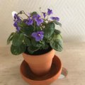 Image client Pots en terre cuite 6 cm - paquet de 10