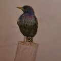 Image client Crayon aquarelle Albrecht D�rer - 153 Turquoise Cobalt