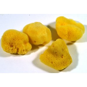 Champignon naturel Champignon naturel