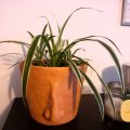 Image client DAS Argile 1 kg Terre Cuite