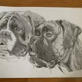 Image client Crayon Toison D'Or - 8B