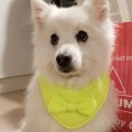 Image client Tissu Polaire 150 cm - Jaune Fluo