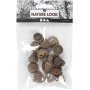 Cnes d'eucalyptus - 25 g