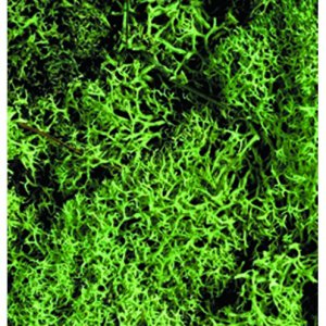 Mousse blanche (lichen) - vert clair Mousse blanche (lichen) - vert clair