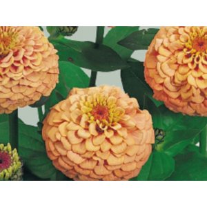 Zinnia - Saumon de l'Oklahoma