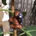 Image client DAS Argile 1/2 kg Terre Cuite