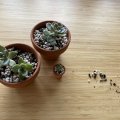 Image client Pots en terre cuite 4 cm - paquet de 10