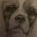 Image client Ensemble Copic Ciao 5+1 - Tons gris