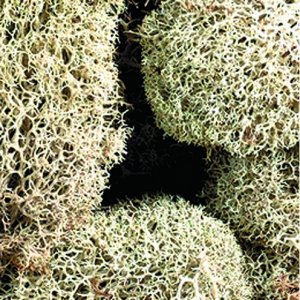 Mousse blanche (lichen) - naturelle Mousse blanche (lichen) - naturelle